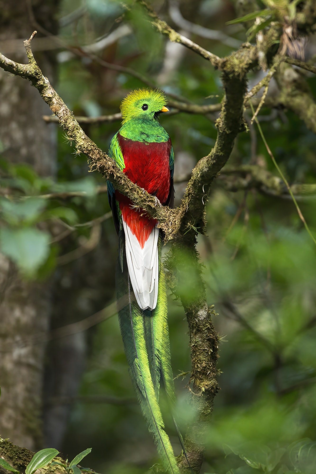 Exotic resplendent quetzal sitting on a branch in rainforest