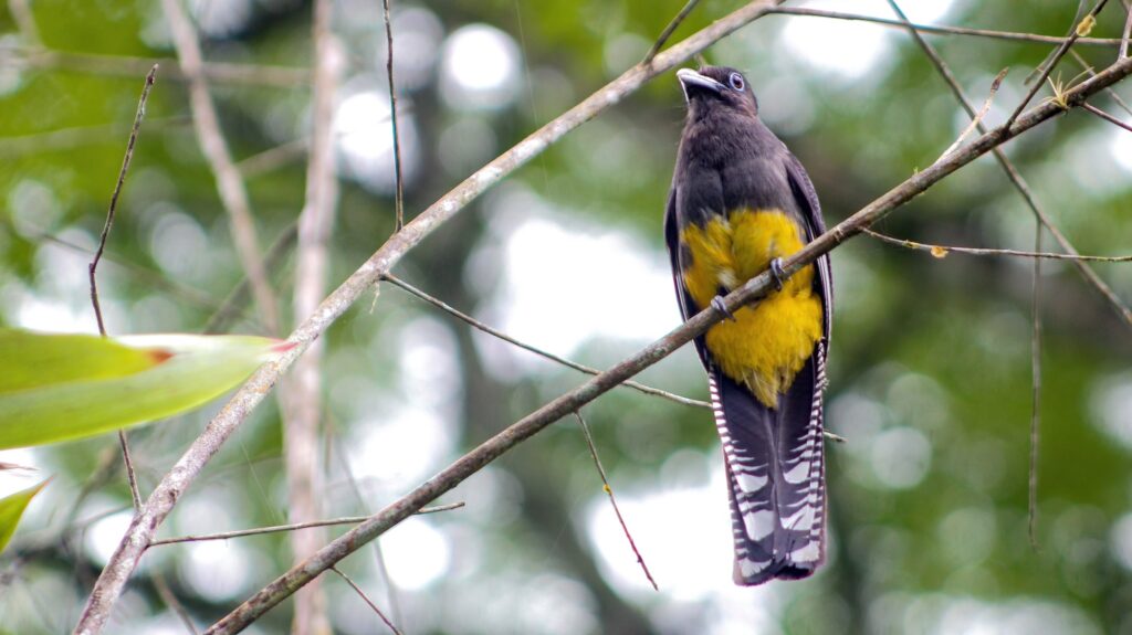 The yellow-bellied surucuá is a species of surucuá that inhabits central and south america.